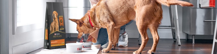 A dog eating dog food from a Purina branded bowl