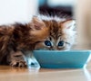 grey kitten feeding at blue bowl