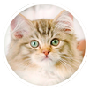 Kitten