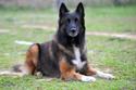 Belgian Tervuren