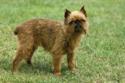 Brussels Griffon
