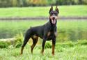 German Pinscher