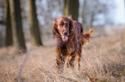 Irish Setter