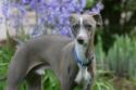 TOY_Italian-Greyhound