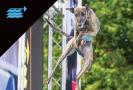 dog-participating-in-dock-diving-event