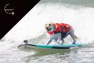 dog-participating-in-surf-event