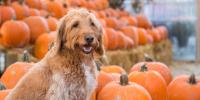 dog and pumpkins