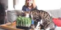 Close up of a cat eating from some indoor cat grass