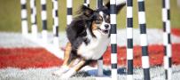 dog weaving through agility course