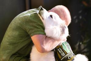 A man hugging a large white fluffy dog wear a service dog vest.