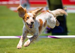 dog-participating-in-an-incredible-dog-challenge-event