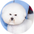 2025 National Dog Show non-sporting group winner, Bichon Frise named Neal