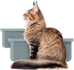 gato con dos cajas de arena