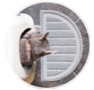 toma de la parte superior de un gato que sale de la caja