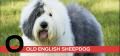 O is for Old English Sheepdog