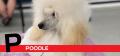 P is for Poodle