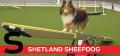 S is for Shetland Sheepdog