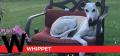W is for Whippet