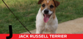 J is for Jack Russell Terrier