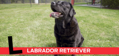 L is for Labrador Retriever