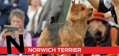 N is for Norwich Terrier