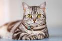 American Shorthair