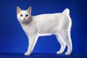 Japanese Bobtail
