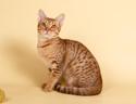 Ocicat Cat Breed