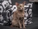 Oriental Cat Breed