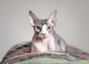 Sphynx