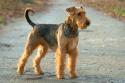 Airedale Terrier