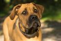 Boerboel Dog Breed