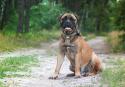 Bullmastiff Dog Breed