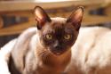 European Burmese Cat Breed