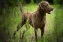 Chesapeake Bay Retriever