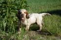 Clumber Spaniel