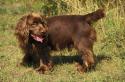 Sussex Spaniel