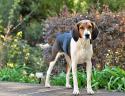 Treeing Walker Coonhound