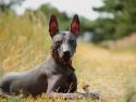 Xoloitzcuintli
