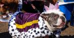 A dog in a cape and crown.