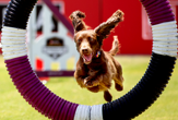 dog jumping through agility hoop