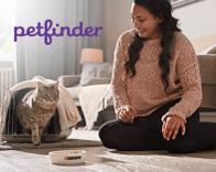 A human watching their cat coming out of its cage walking towards a Purina bowl of food