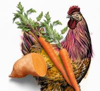 illustrated chicken with carrot and sweet potatoe