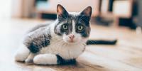 Hyperthyroidism in Cats hero