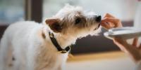 Dog's getting treat as a reward for good training