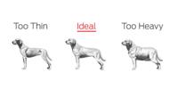 Healthy Dog Weight