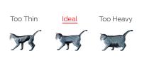 Cat body condition chart