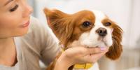 Ear Mites in Dogs: Symptoms & Treatment