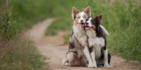 Happy dogs hugging