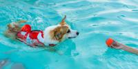 Dog swimming